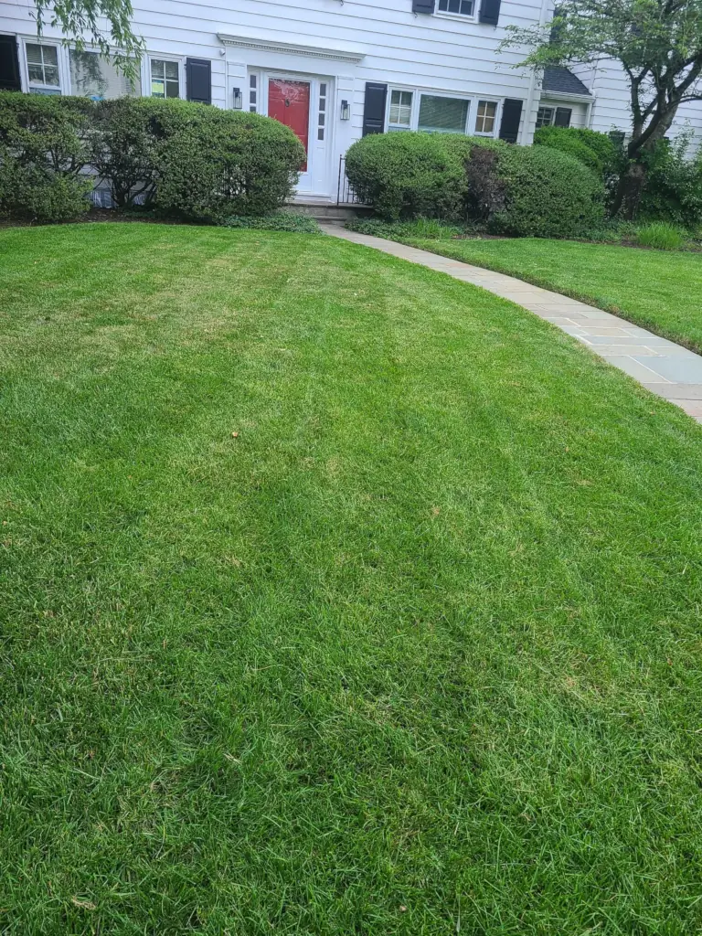 Front Lawn Front Lawn