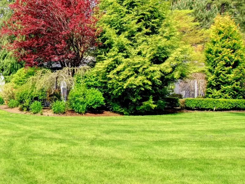 Lawn Care Grass Trees Lawn