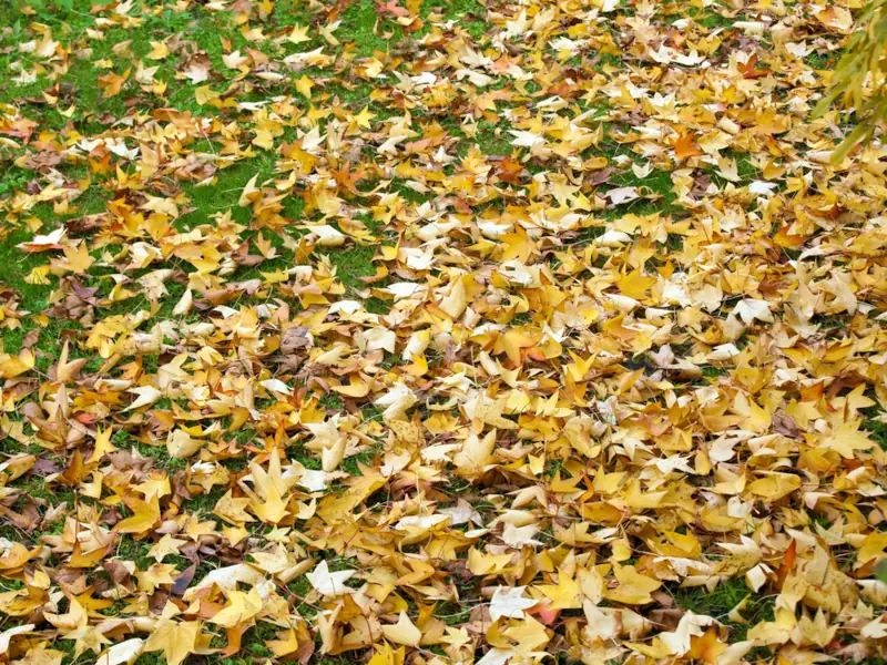 Spring/Fall Clean Up Lawn Leafs