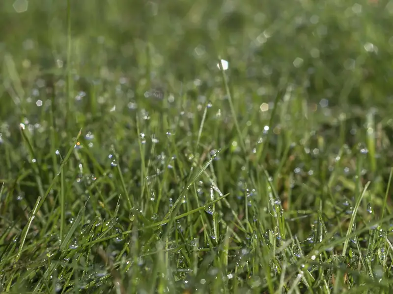 Irrigation  Wet Grass